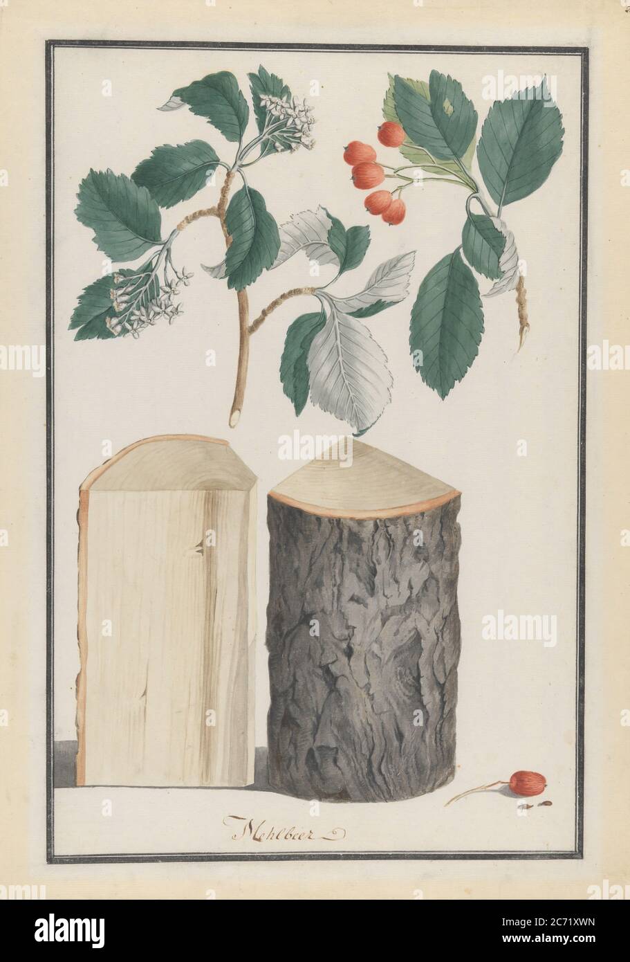 Studies of the leaves, blossoms, fruits and trunk of a whitebeam (Sorbus subgenus Aria), 1788. Stock Photo
