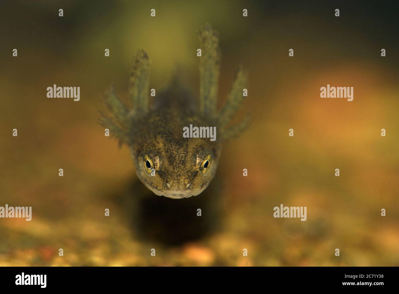Smooth newt pond hires stock photography and images Alamy