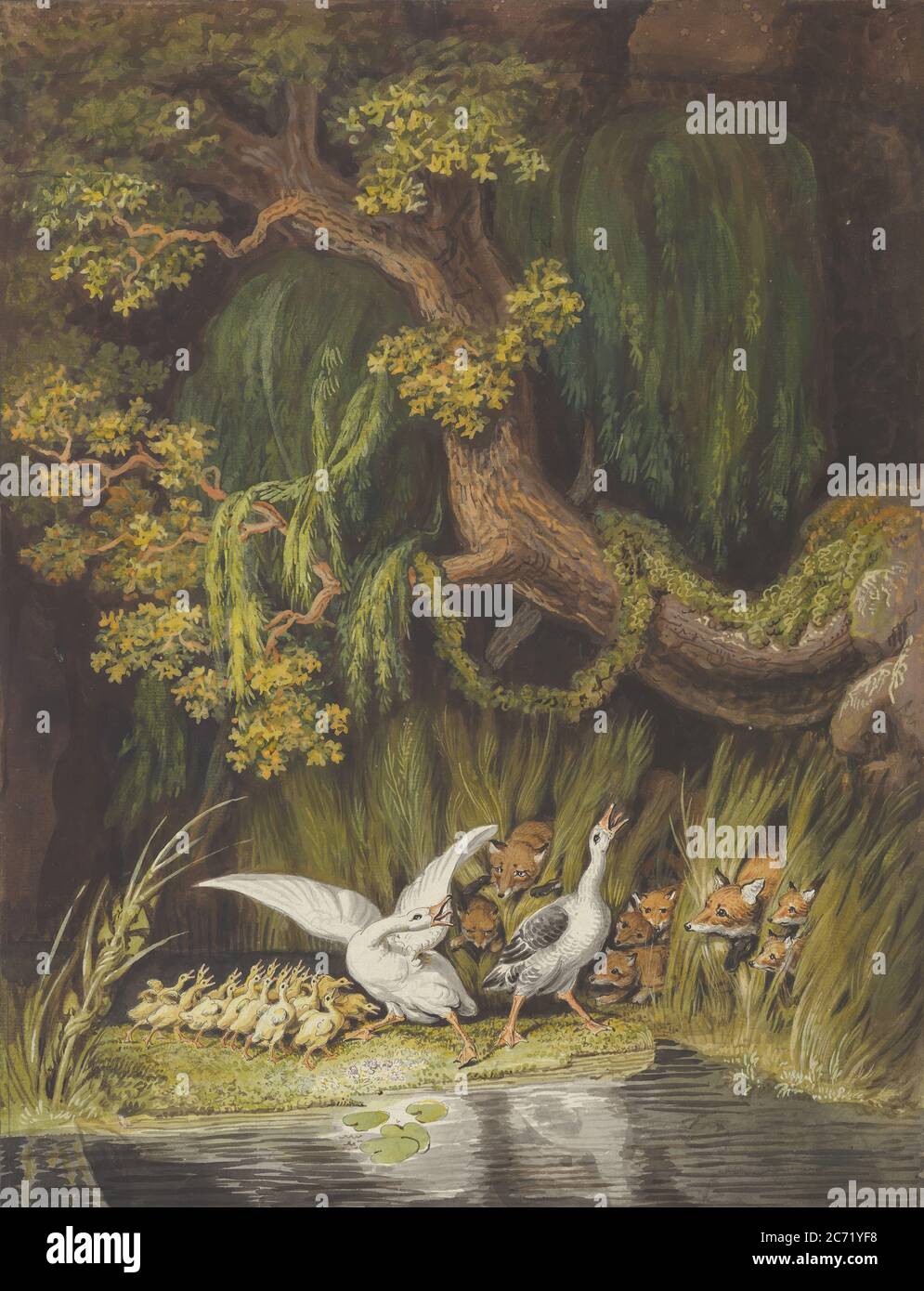 A Goose and a Gander with their Goslings Honking in Alarm as Two Foxes with their Cubs Emerge from the Rushes, mid-18th-early 19th century. Stock Photo