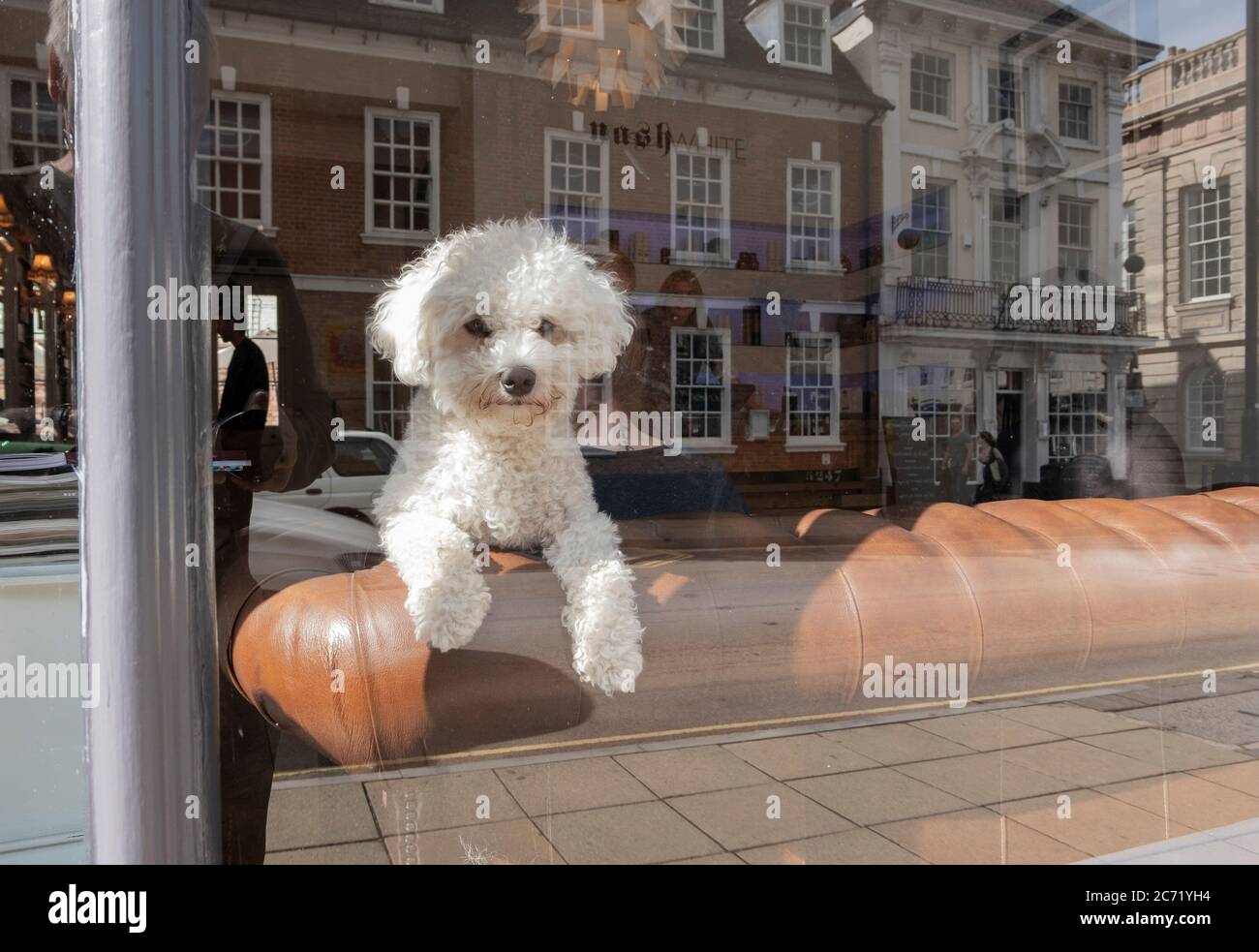 Doggie in the window Stock Photo