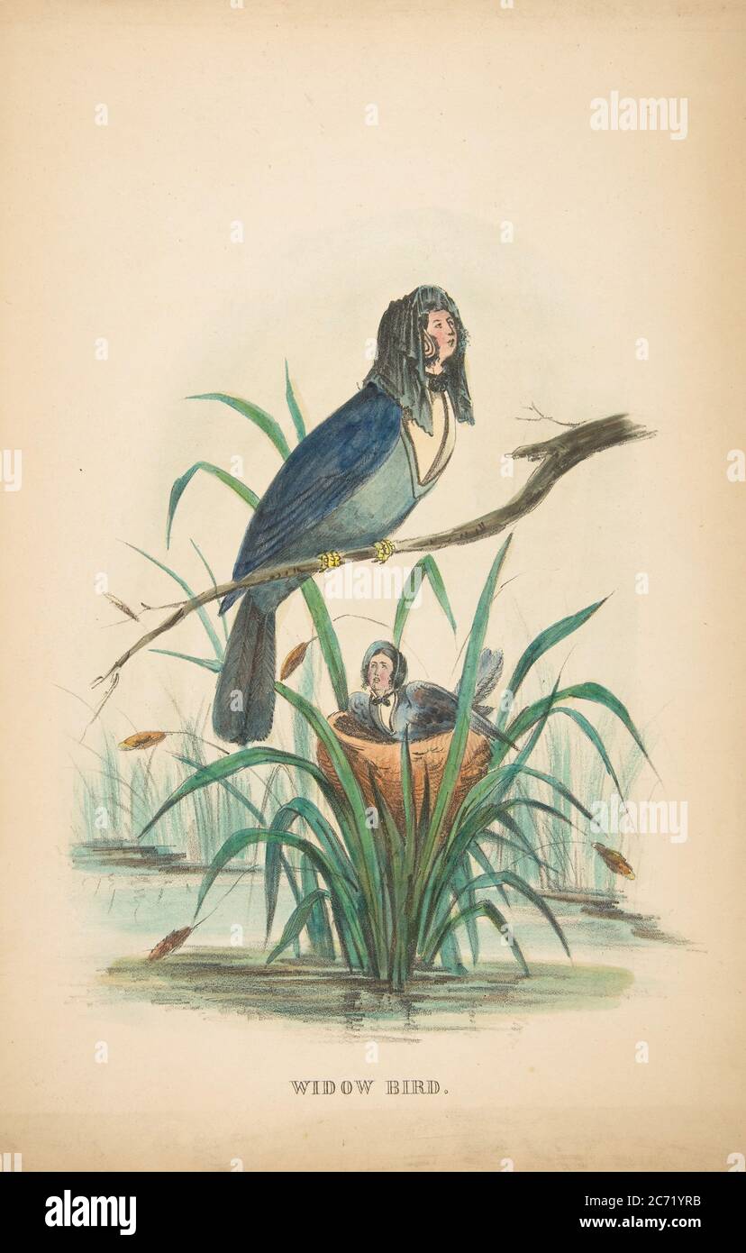 Humanoid Bird Races Widow Bird, from The Comic Natural History of the Human Race, 1851 ...