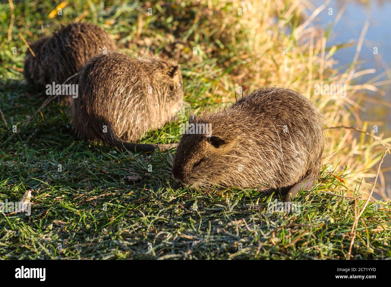 Coypu offspring , Myocastor coypus, also known as river rat or nutria Stock Photo