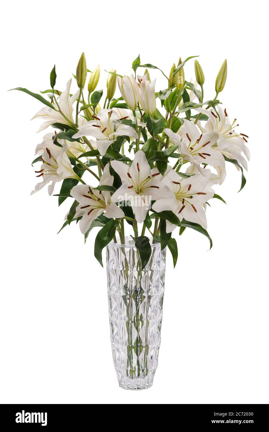 Huge bouquet of white lily flowers in a glass vase isolated on white ...