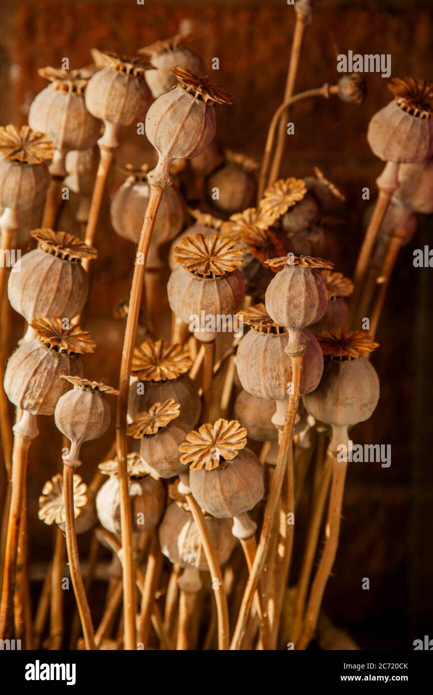 popy seed heads Stock Photo