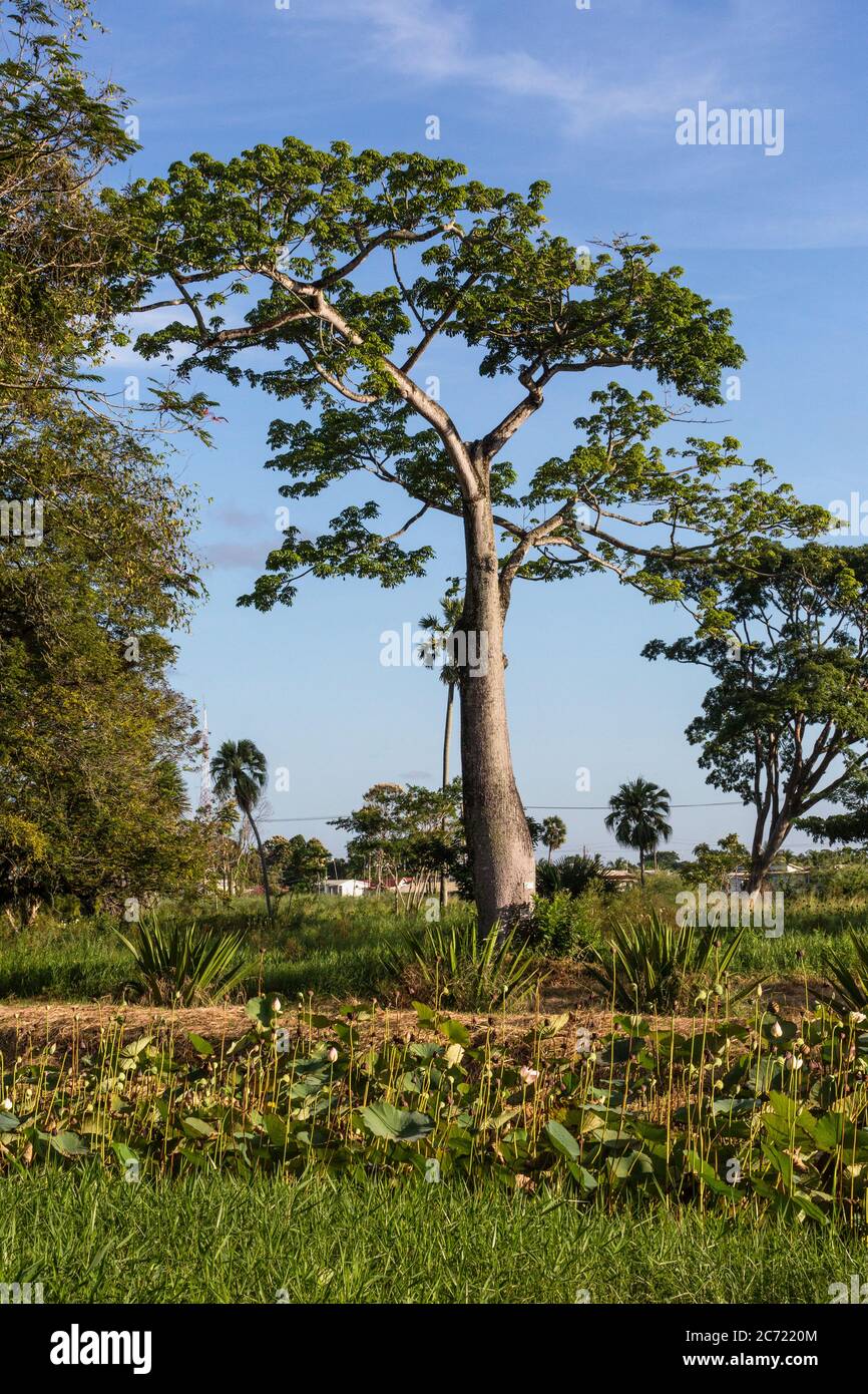 Guyana, DemeraraMahaica Region, Silk Cotton or Kapok tree