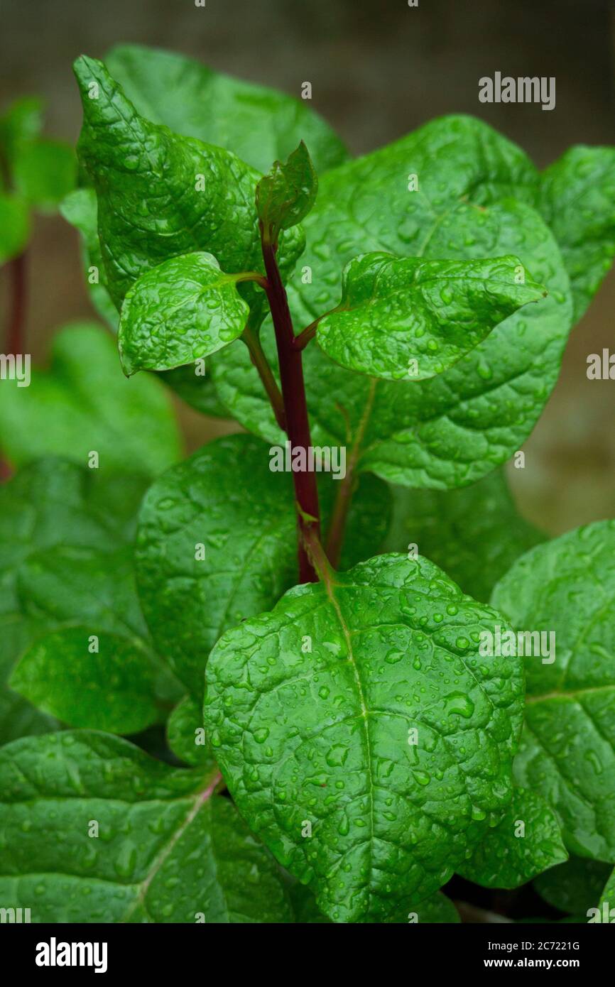 Basella alba,Malabar spinach in crop Stock Photo - Alamy