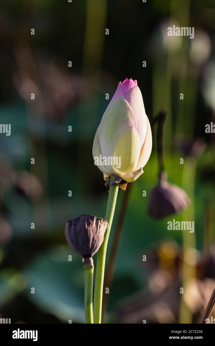 Guyana, DemeraraMahaica Region, Lotus flower bud and seed