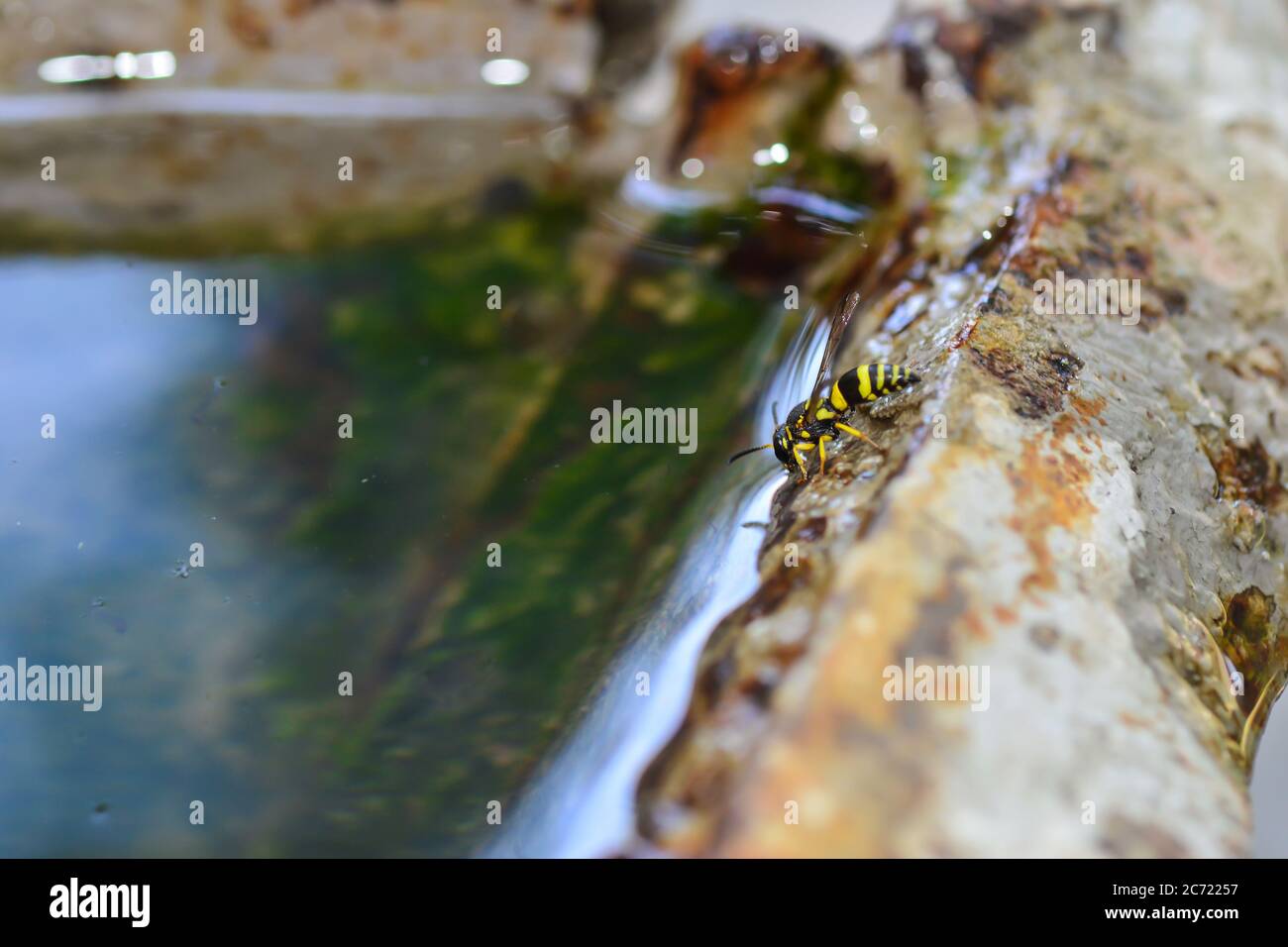 Wasp drinks water in a puddle. Sunny summer day. Selective focus shot. Stock Photo