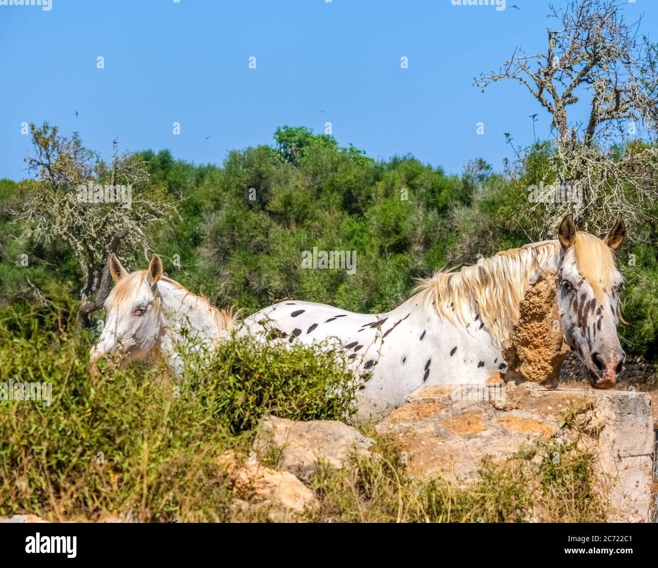 Apple grey, horse similar to Pippi Longstocking (with full name Pippilotta Viktualia Rollgardina Peppermint Efraim's daughter Longstocking), on a past Stock Photo