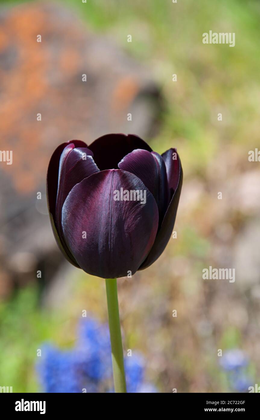 Page 2 Black Tulip High Resolution Stock Photography And Images Alamy