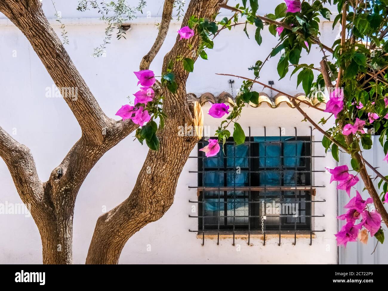 Olive tree and flowering bougavilla in a backyard in the tourist resort Cala d'Or on the south-east coast of Mallorca. barred window, Santanyí, Europe Stock Photo