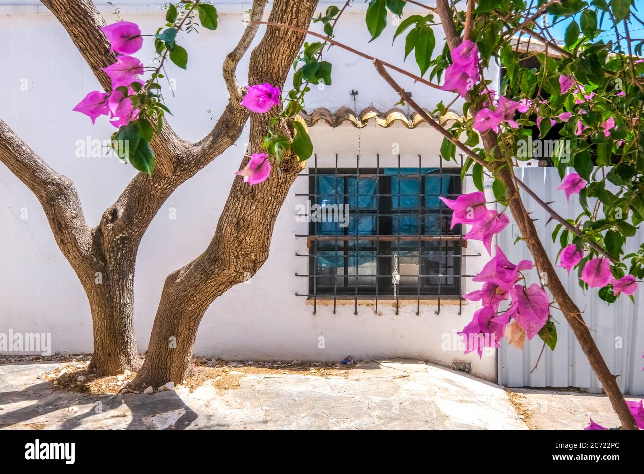, , Olive tree and flowering bougavilla in a backyard in the tourist resort Cala d'Or on the south-east coast of Mallorca. barred window, Santanyí, Eu Stock Photo