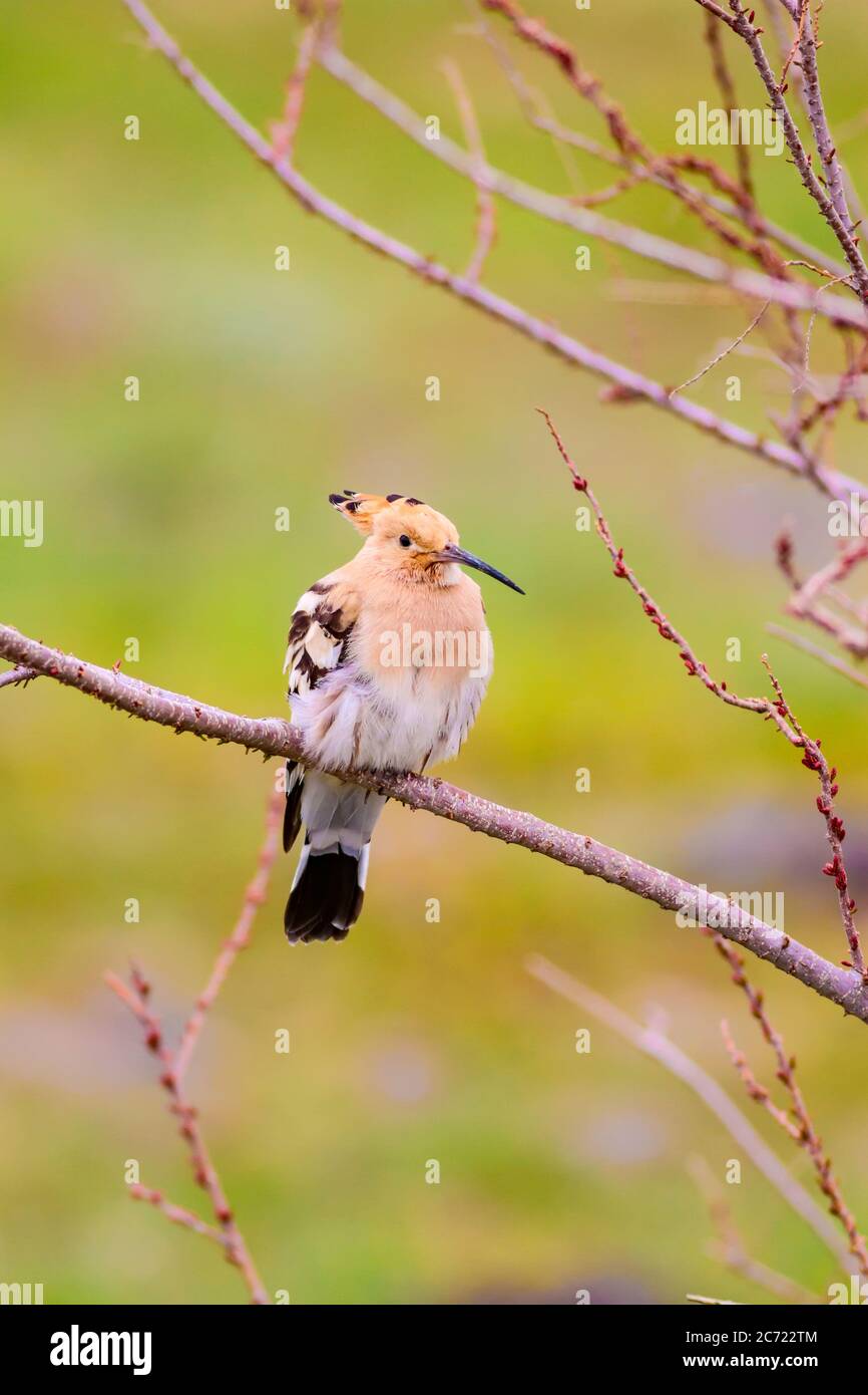 Cute bird Hoopoe. Green nature background. Bird: Eurasian Hoopoe. Upupa ...