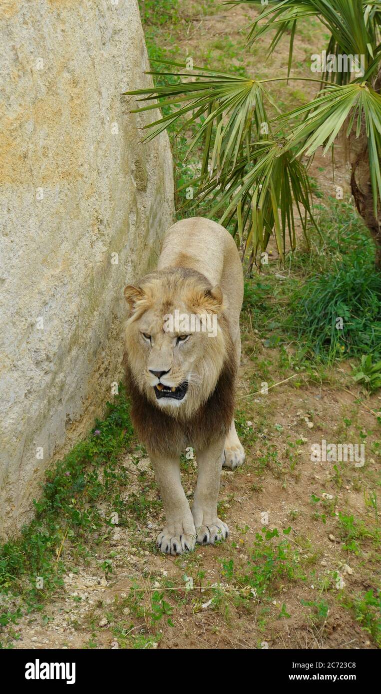 Male Lion Stock Photo