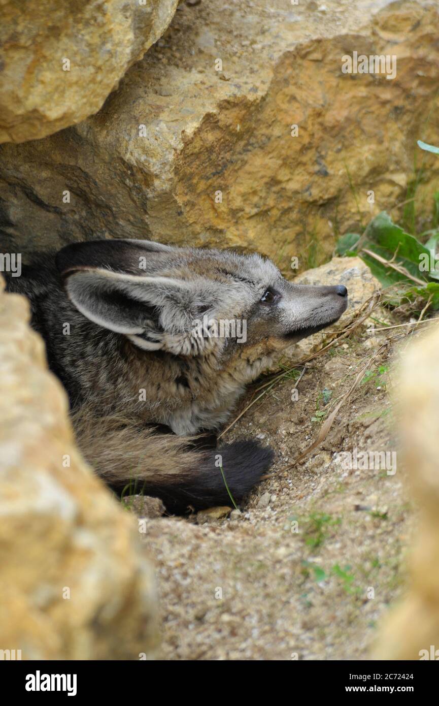 Bat eared fox Stock Photo