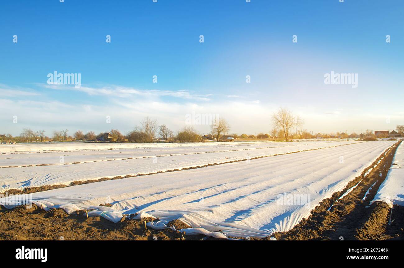 Small greenhouses in a field for growing organic vegetables. Spunbond to protect against frost