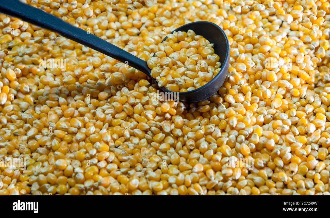 Popcorn kernels. Popcorn is a little different from the usual, as it