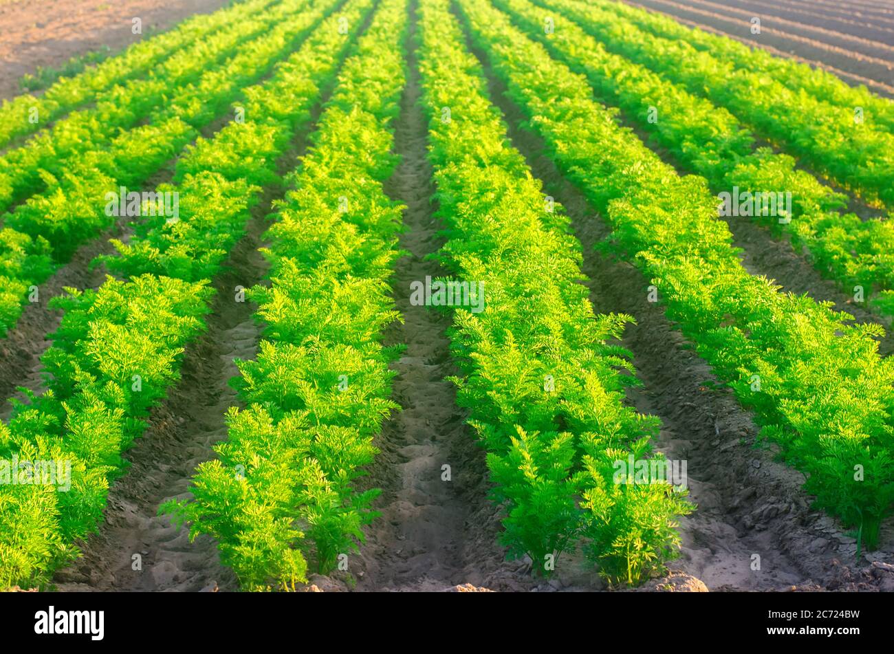 Plantations of young carrots grow in the field on a sunny day ...