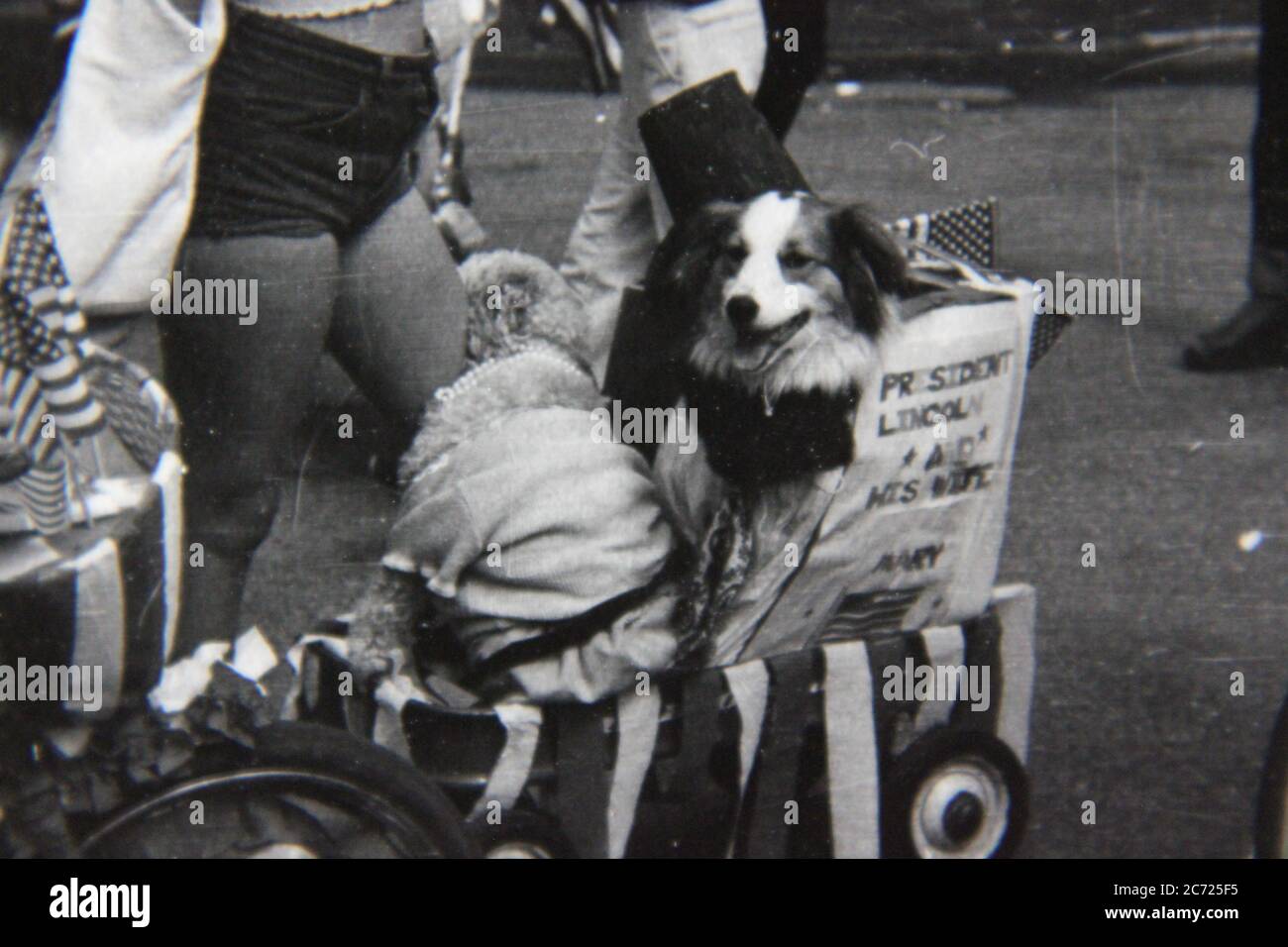 Fine 70s vintage black and white lifestyle photography of a dog dressed up for the Fourth of July parade. Stock Photo