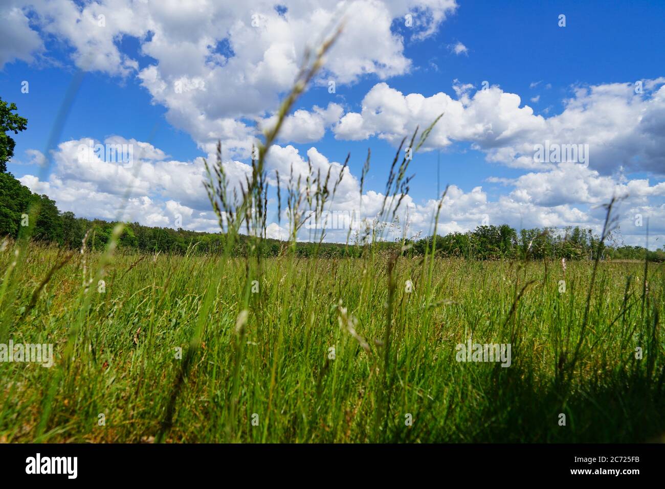 view through grass from ground Stock Photo