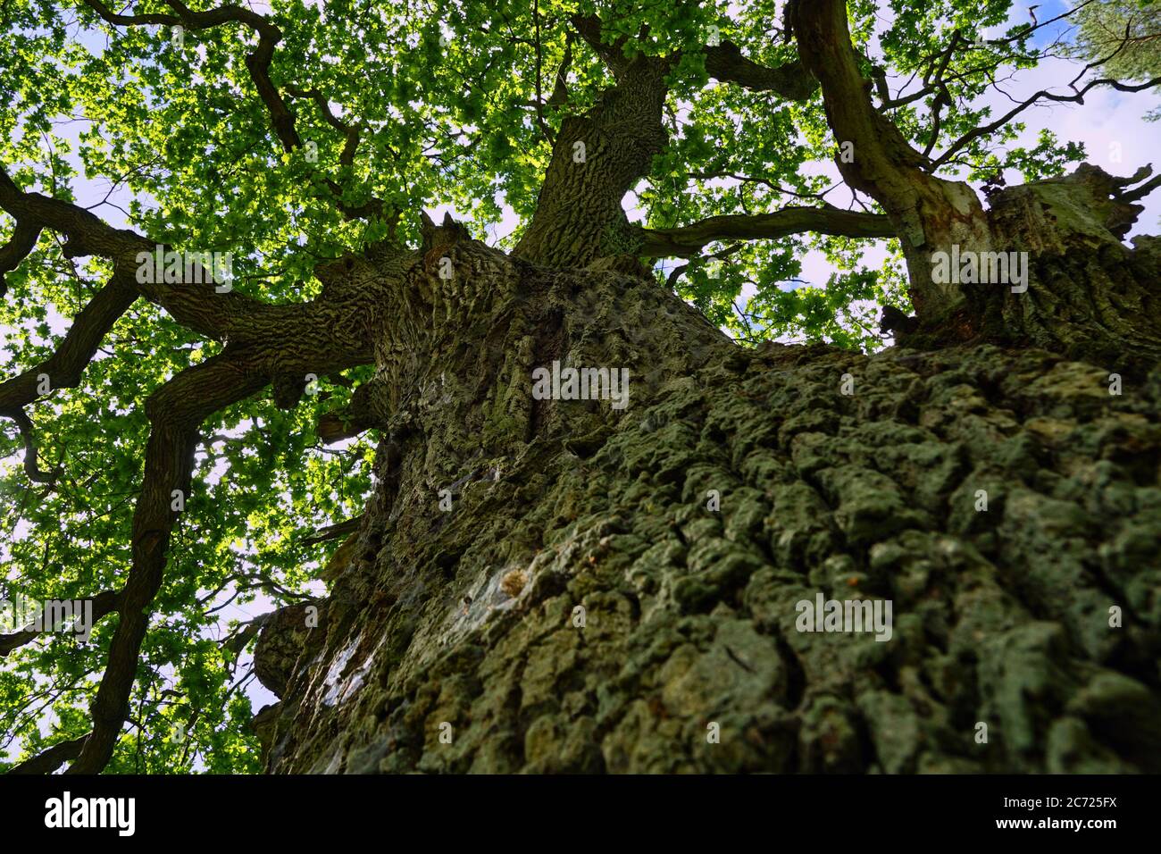 giant oak view from ground Stock Photo