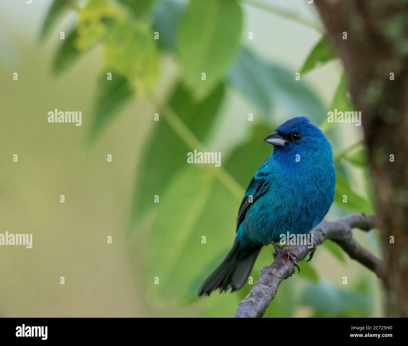 Indigo Bunting (Passerina cyanea) perched on branch soft green leaves background Stock Photo