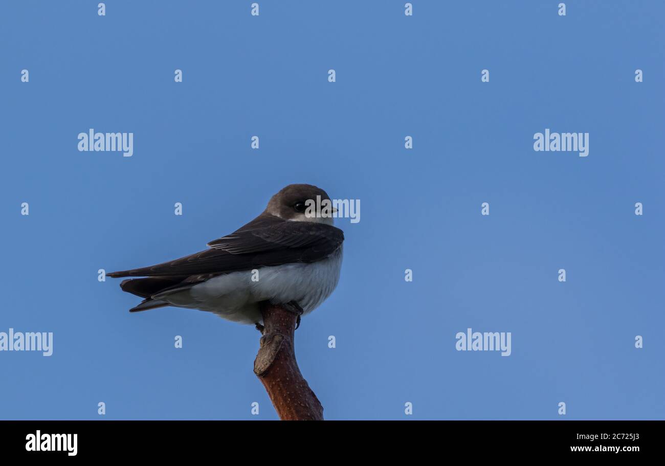 Tree Swallow (Tachycineta bicolor) perched on branch blue sky background Stock Photo