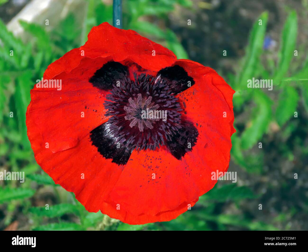 Oriental Poppy - Papaver Orientale Stock Photo