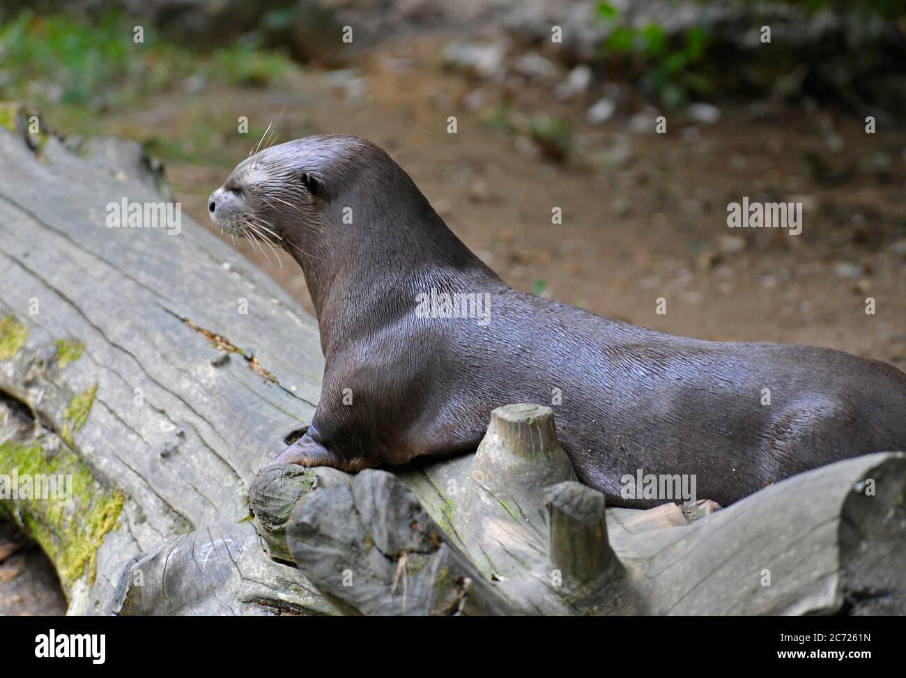 Giant river otter Stock Photo