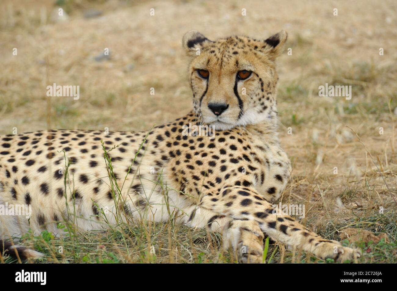 Long legged spotted african cat hires stock photography and images Alamy