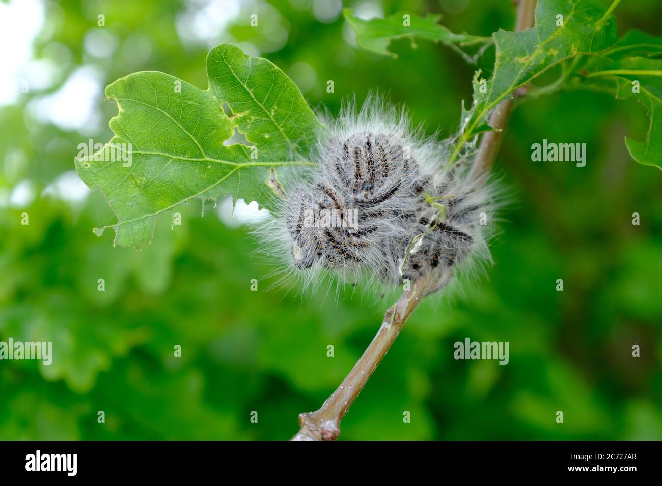 Close Up of a branch with a bunch of oak processionary caterpillars Stock Photo
