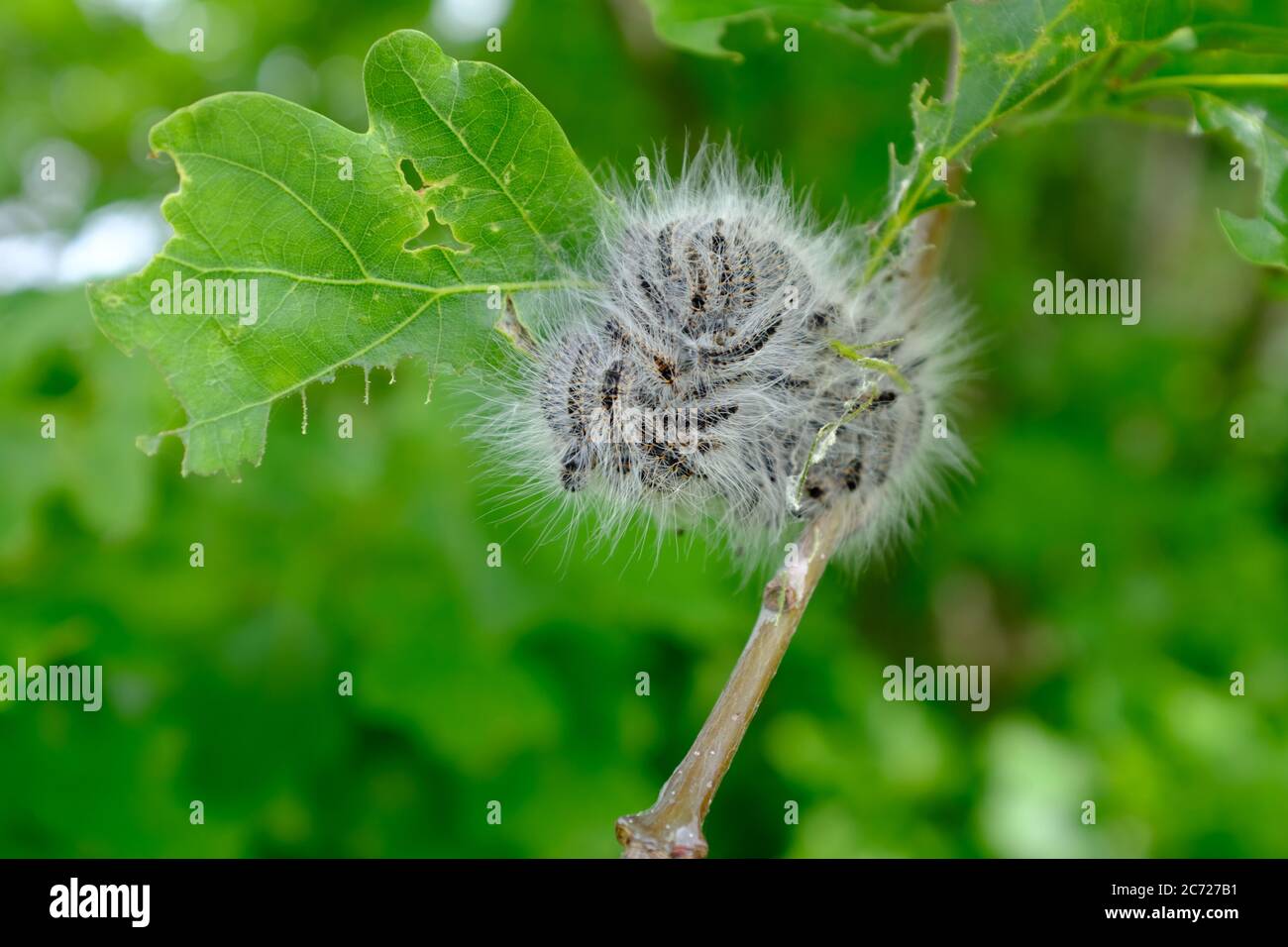 Close Up of a branch with a bunch of oak processionary caterpillars Stock Photo