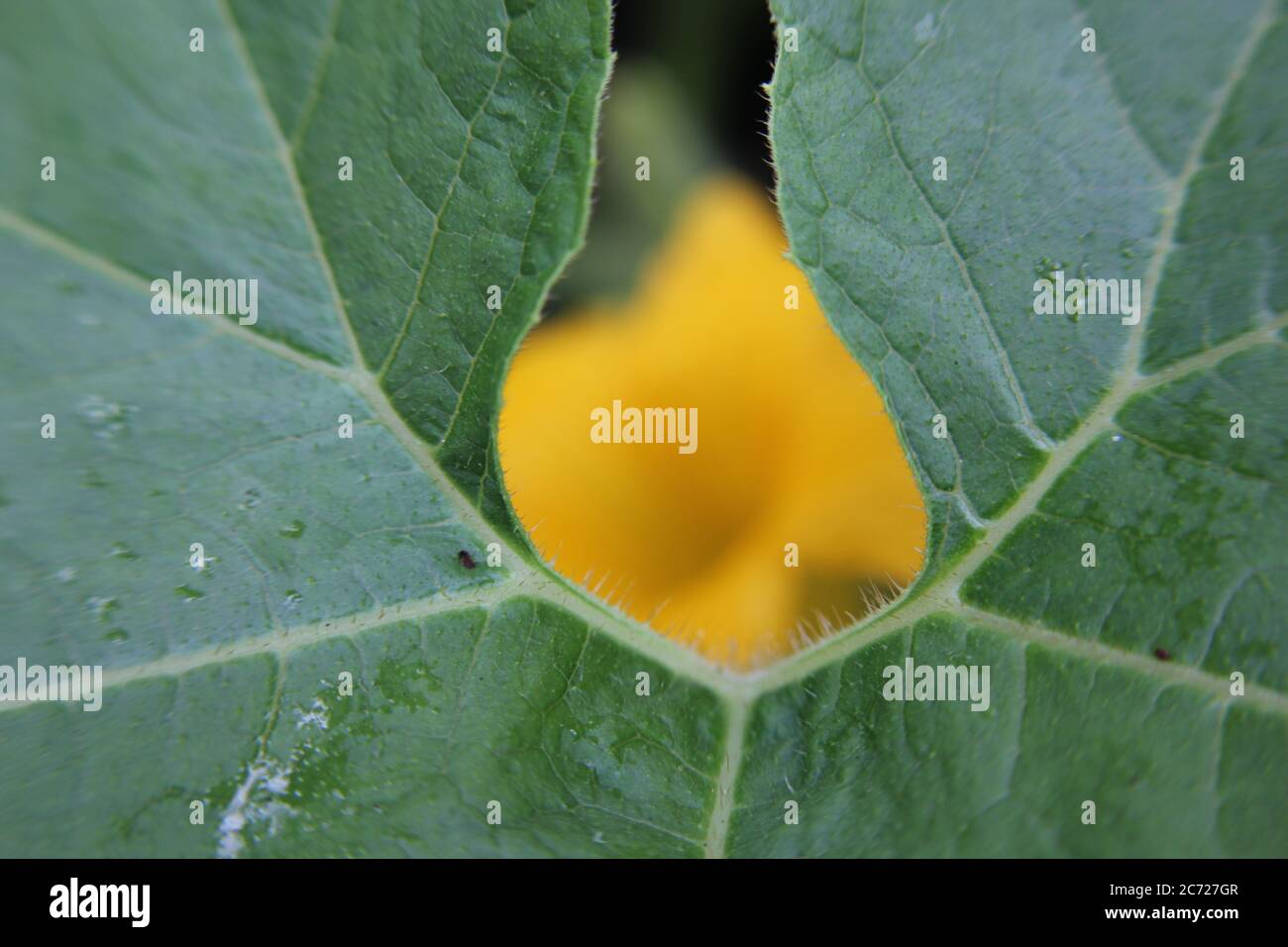 Pumpkin Plant Vine Leaf High Resolution Stock Photography and Images ...
