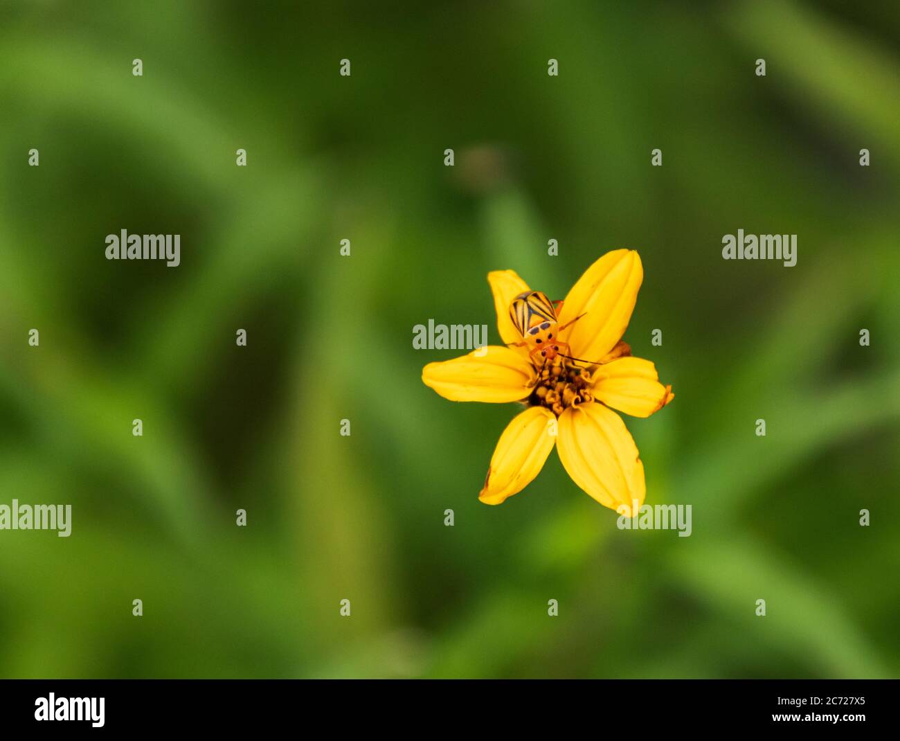 Closeup of a yellow Daisy with a yellow and black Four-lined Plant Bug on it Stock Photo