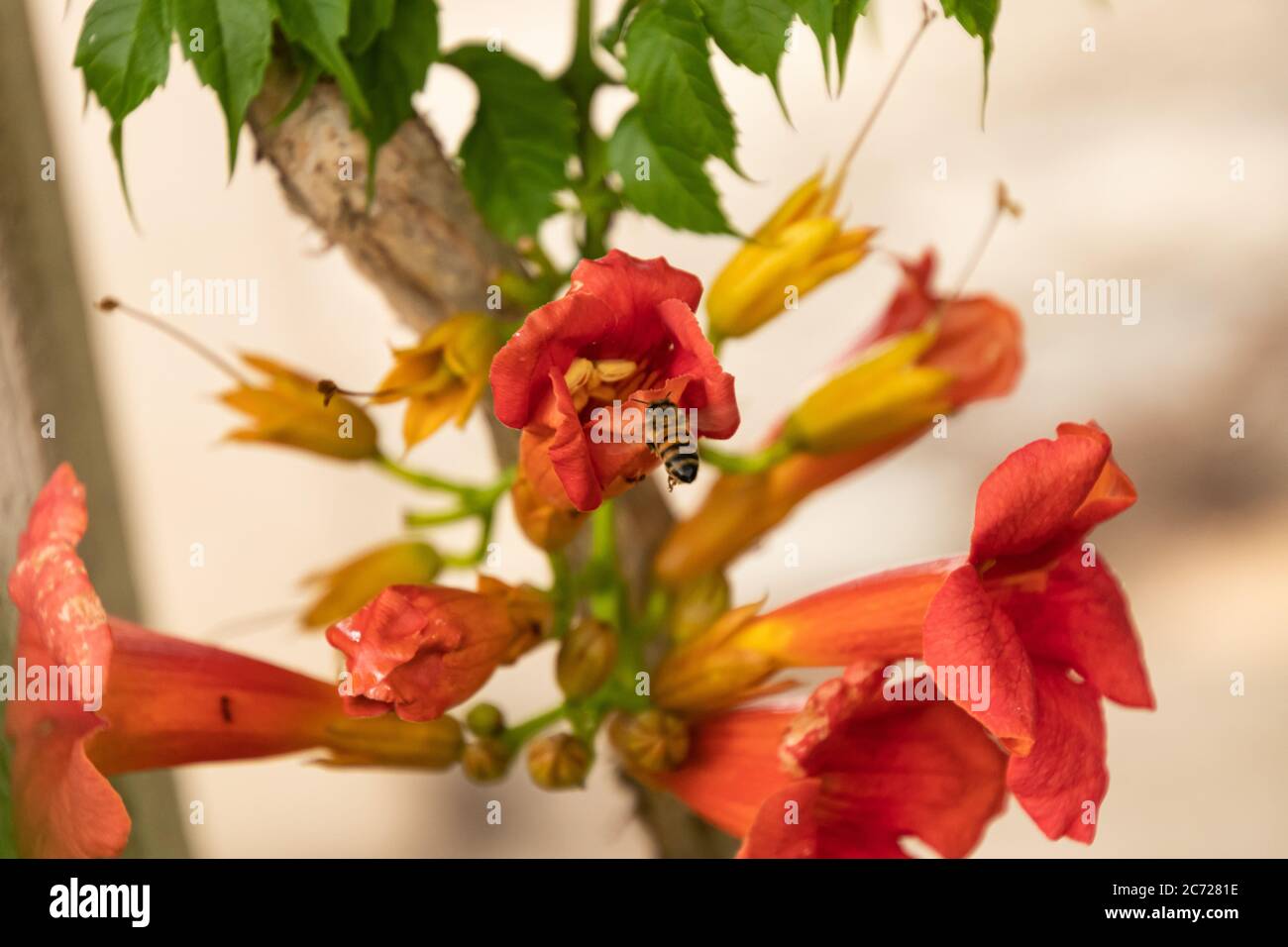 Orange Trumpet Creeper flowers with a bee flying toward it Stock Photo