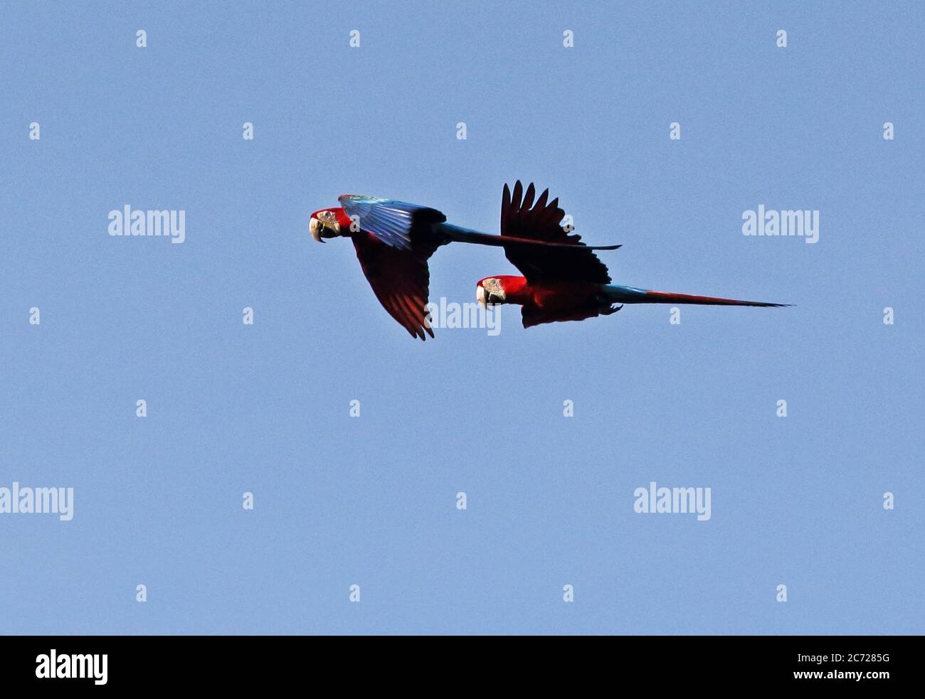 Red-and-green Macaw (Ara chloropterus) pair in flight  Inirida River, Inirida, Guainia, Colombia      November Stock Photo