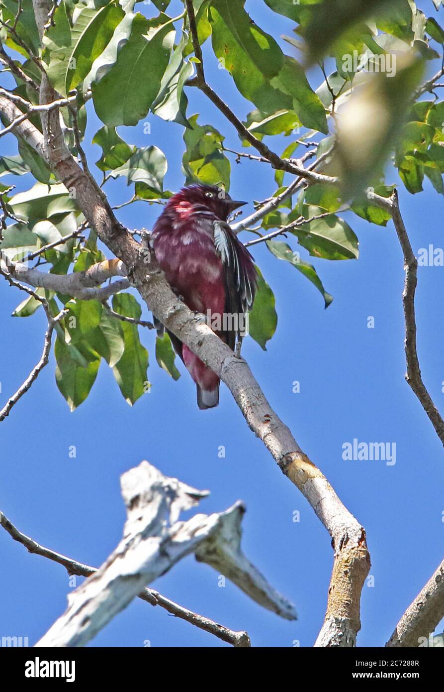 Pompadour Cotinga (Xipholena punicea) adult male perched on branch  Cano Carbon, Inirida, Columbia         November Stock Photo