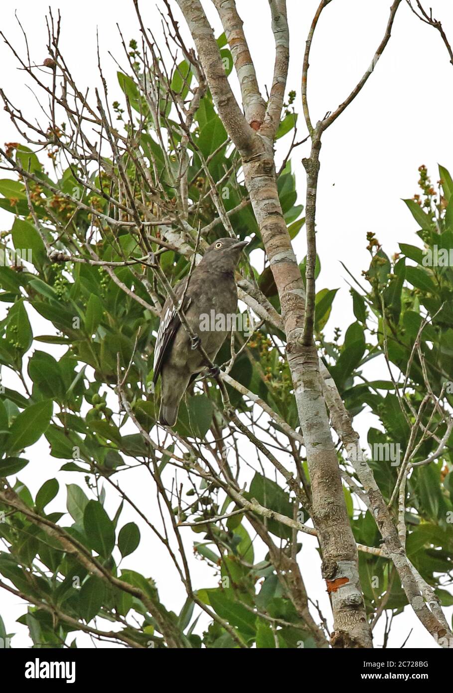 Pompadour Cotinga (Xipholena punicea) adult female perched on twig  Cano Carbon, Inirida, Columbia         November Stock Photo