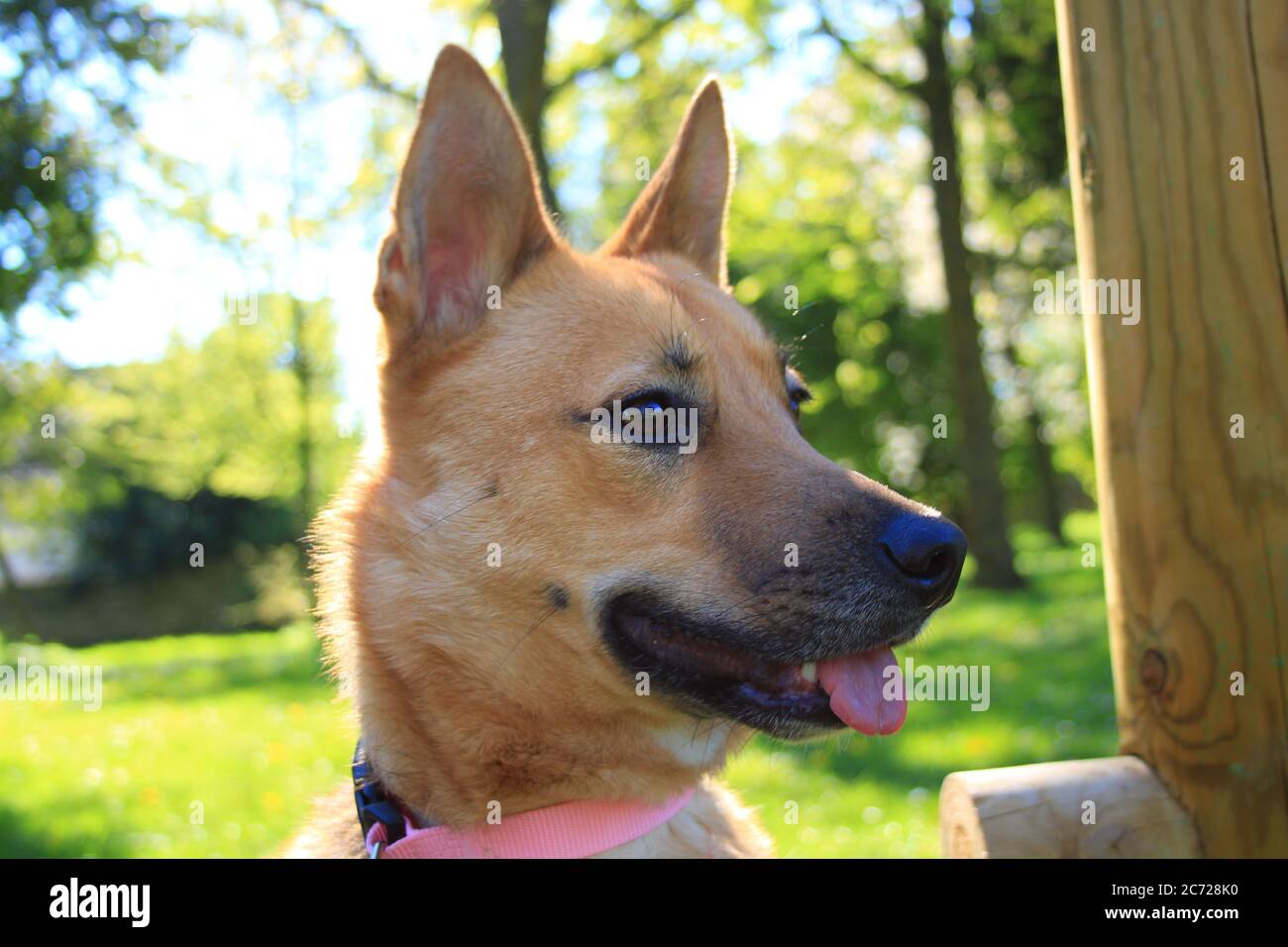 Pretty female Malinois puppy in a garden in the sun. Dog with short ...