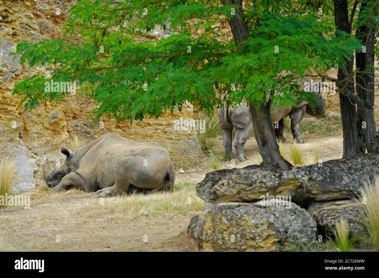 Black rhinoceros Stock Photo