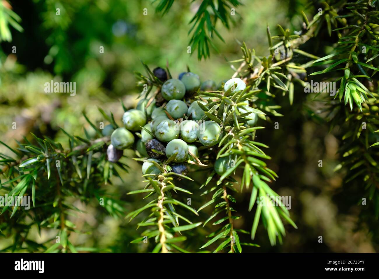 A bunch of juniper berries in a sunny juniper bush Stock Photo Alamy