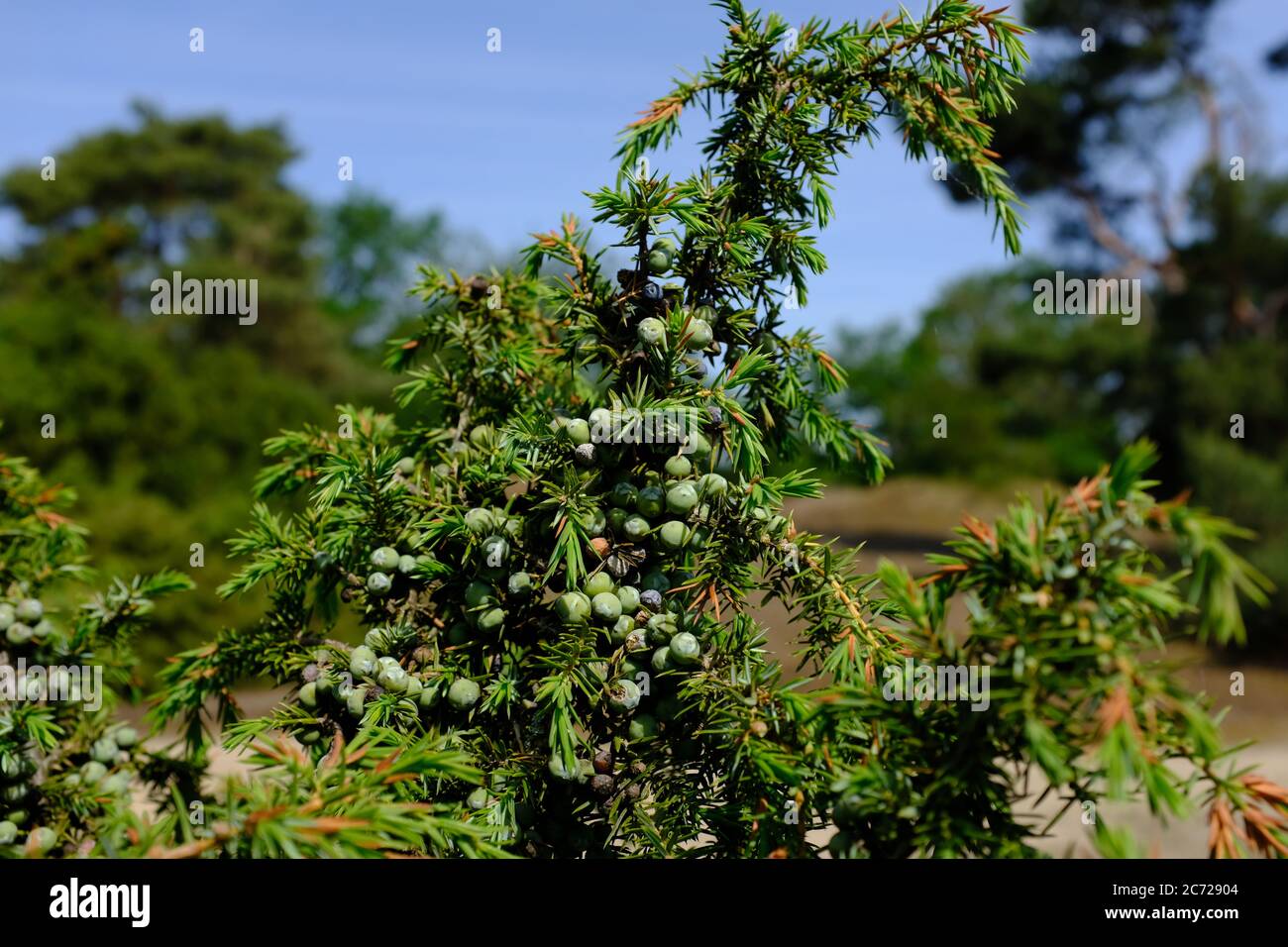 A bunch of juniper berries in a sunny juniper bush Stock Photo Alamy