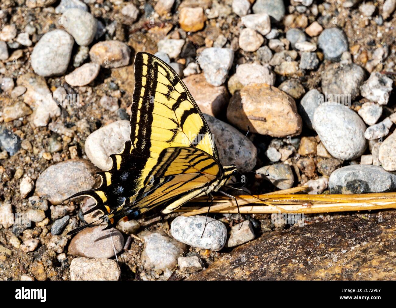Large yellow Monarch butterfly; monarch; Danaus plexippus; milkweed butterfly. Stock Photo