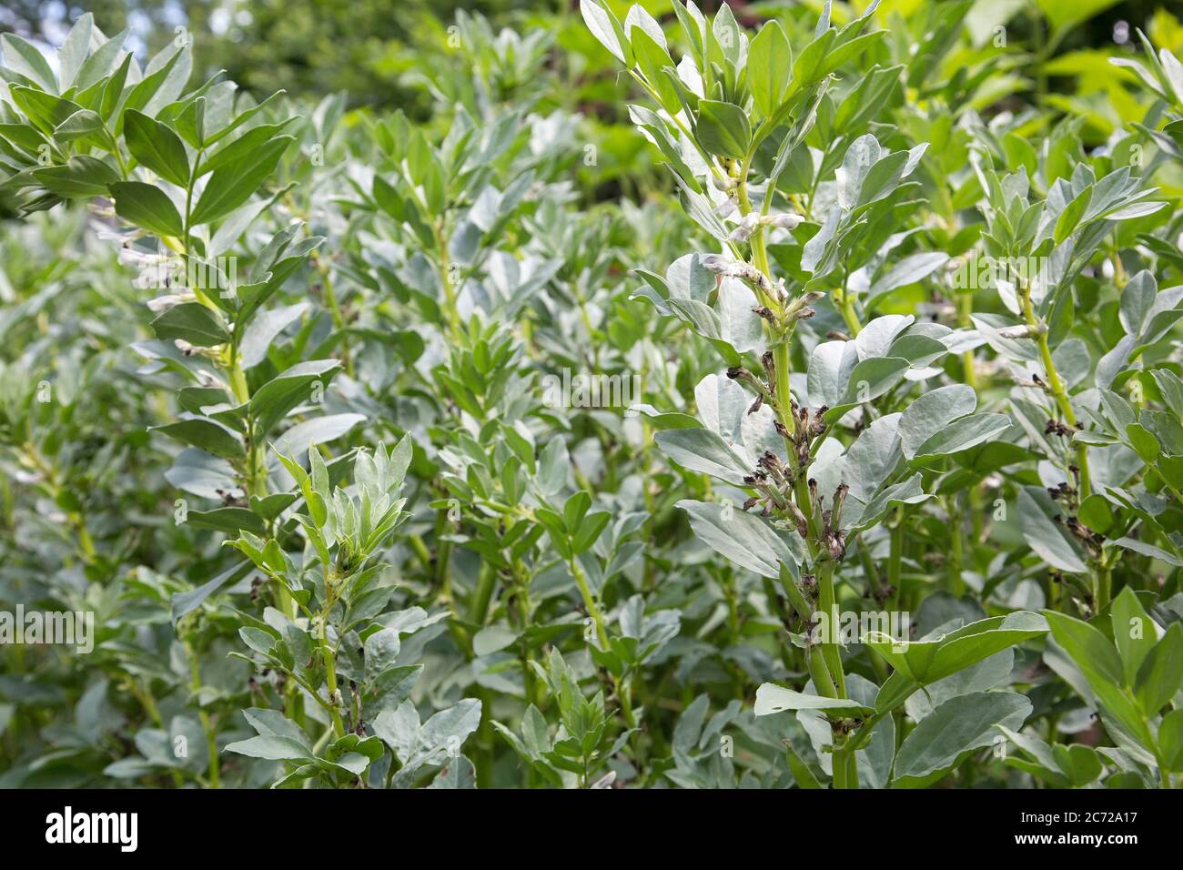 Field bean or broad bean (Vicia faba) in the vegetable garden Stock Photo