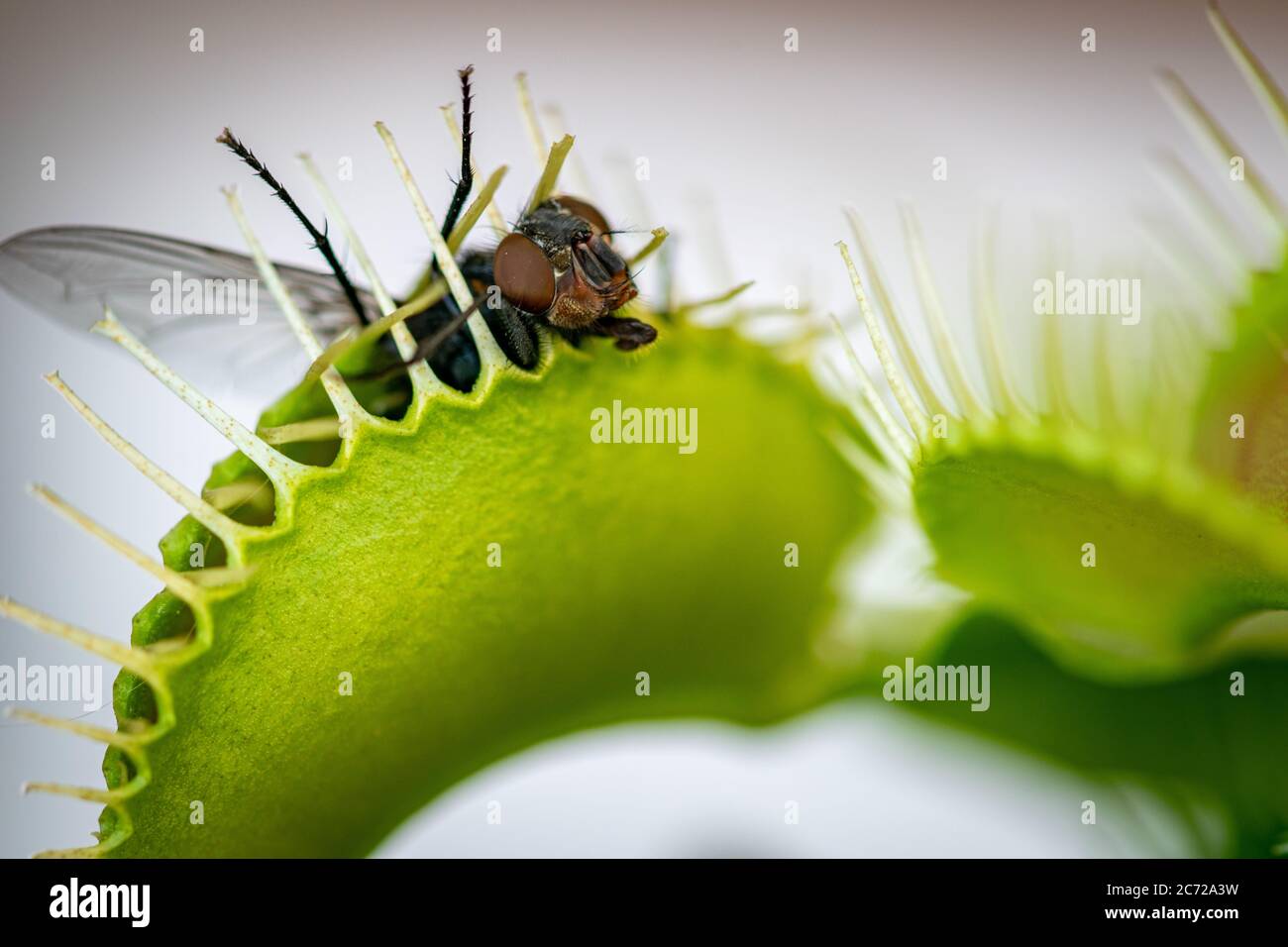 one common green bottle fly being eaten by a venus flytrap flower Stock Photo