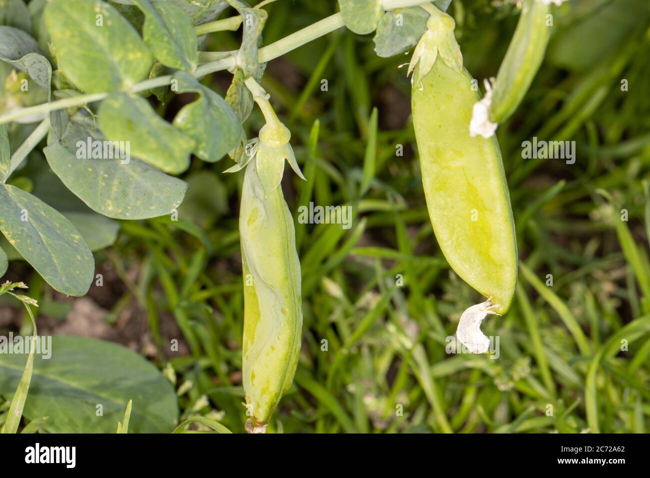 Snow peas growing on the vine in home garden setting Stock Photo