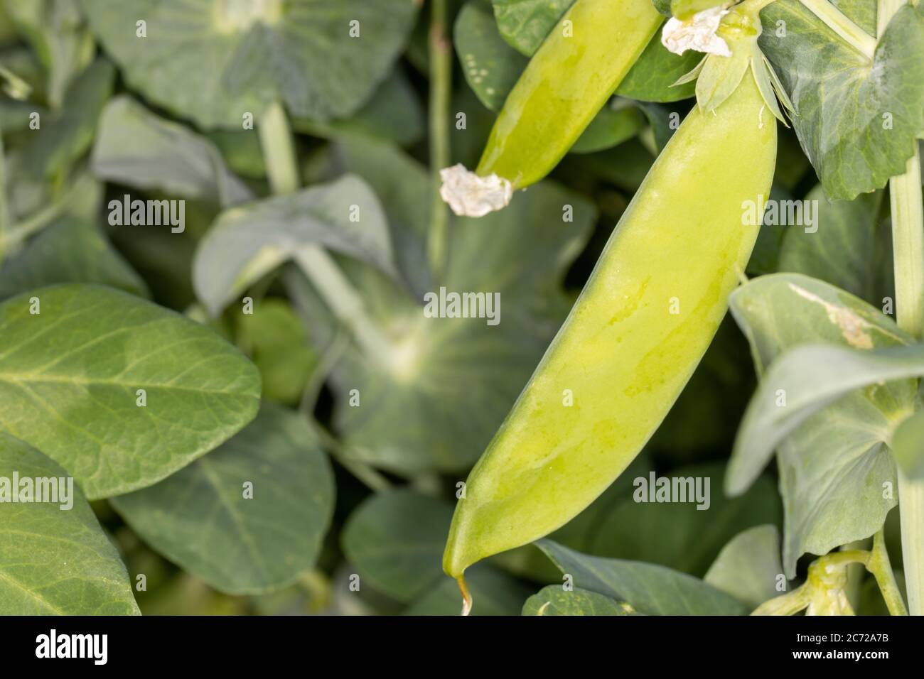 Snow peas growing on the vine in home garden setting Stock Photo