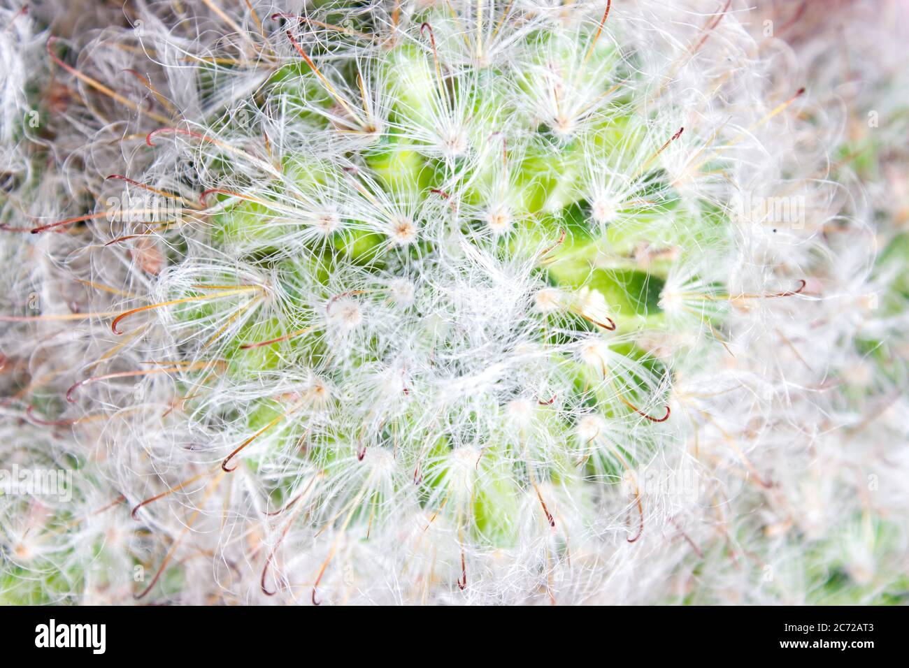 Fluffy Mammilyaria cactus - texture, house plant Stock Photo
