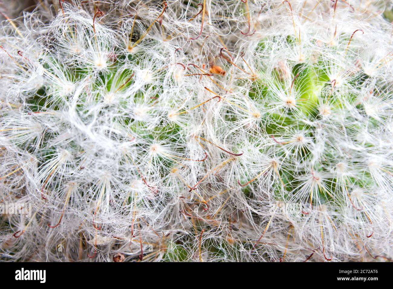 Fluffy Mammilyaria cactus - texture, house plant Stock Photo