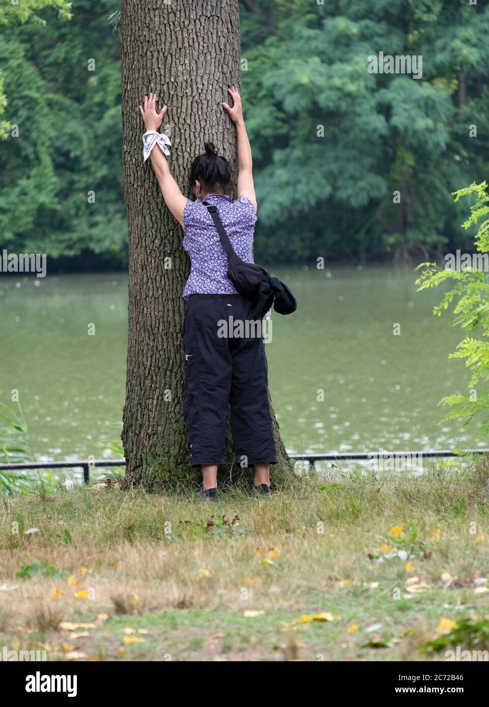 TREE HUGGING. An Asian American seems to be embracing a tree near the lake in Kissena Park, Flushing, New York City. Stock Photo